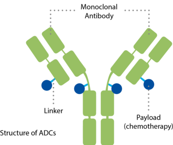 Illustration of an antibody-drug conjugate (ADC)